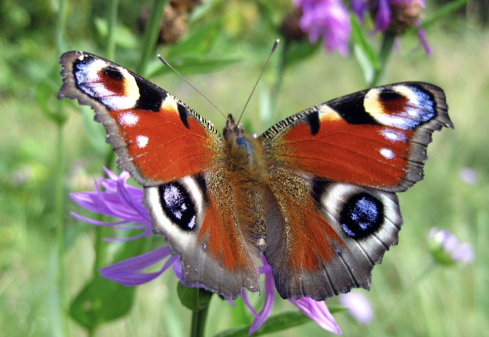 Бабочка «Павлиний глаз»