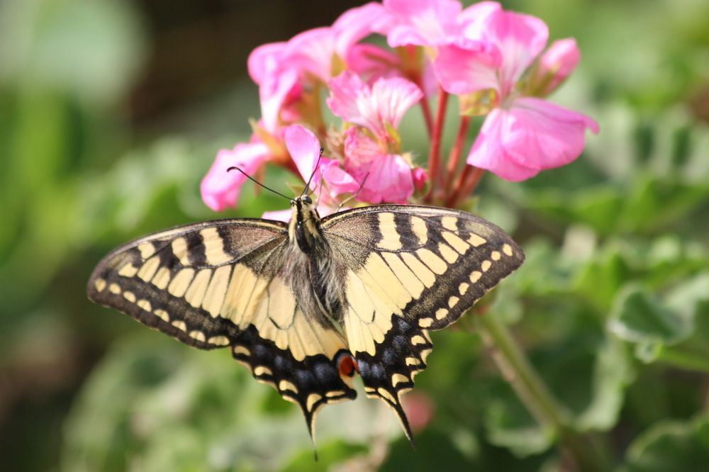 Махаон на цветках Герани
