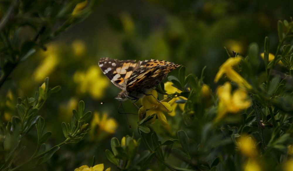 Photograph by Игорь Сидун