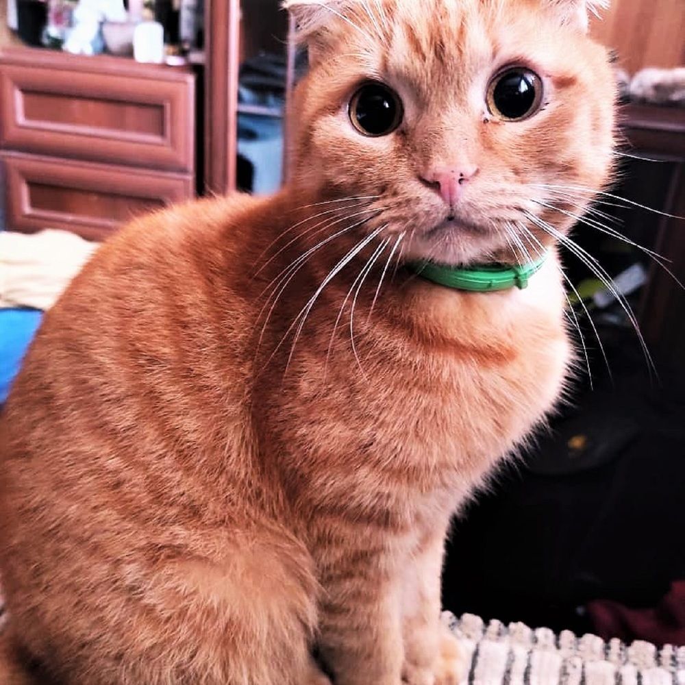 Фотография автора Людмила Леонова