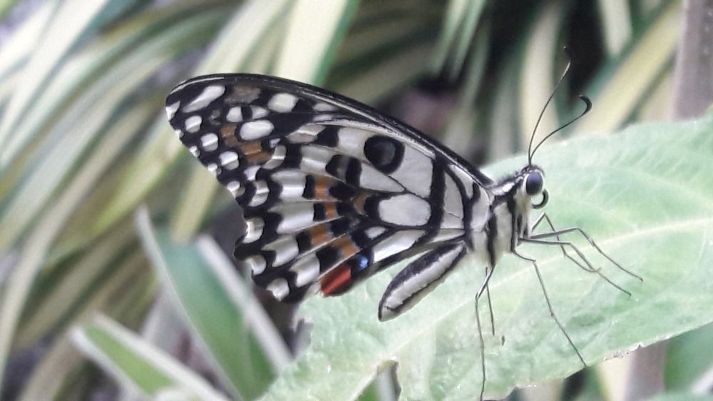 Butterfly in the garden