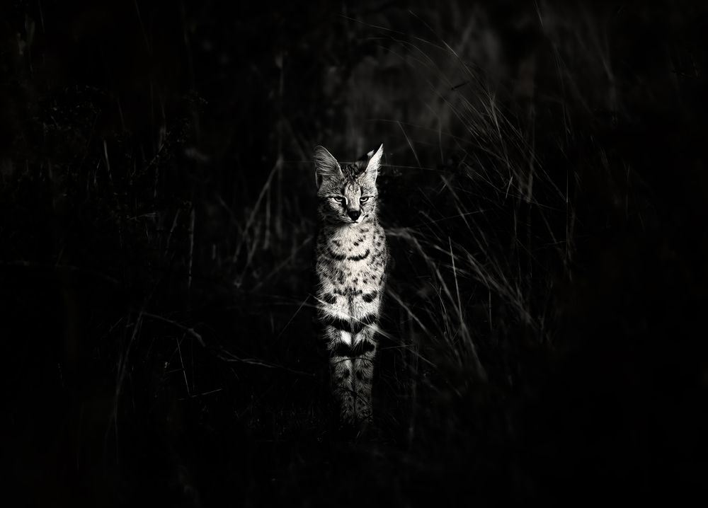 Photograph by praveesh pv