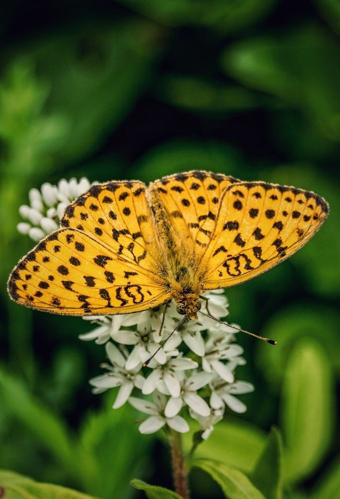 Фотография автора НАТАЛЬЯ СЕВЕР