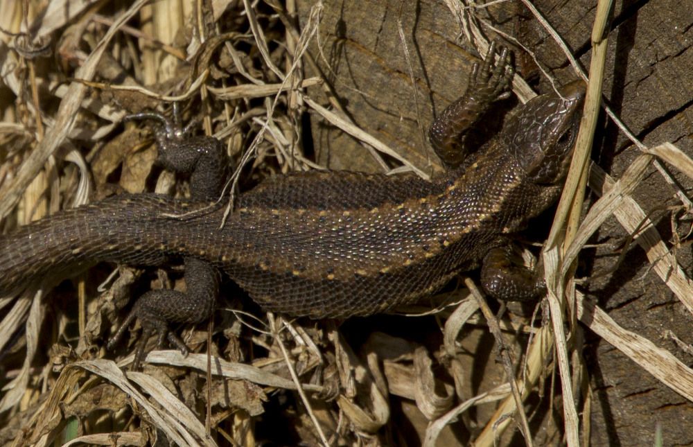 Фотография автора Александр Собокарь