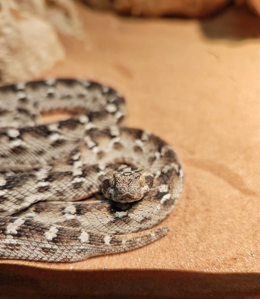 Photograph by Illauddin