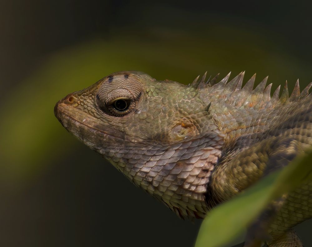 Photograph by praveesh pv