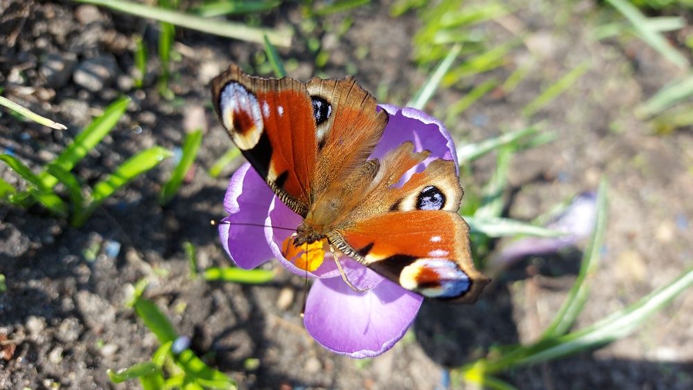 Photograph by ЭЛЬМИРА  ИСМАИЛОВА