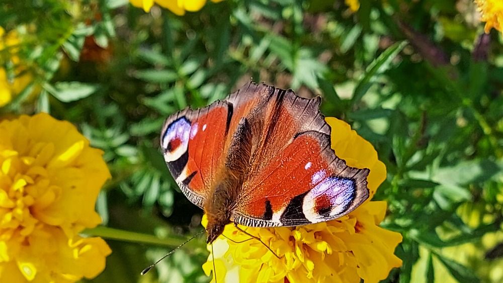 Photograph by ЭЛЬМИРА  ИСМАИЛОВА