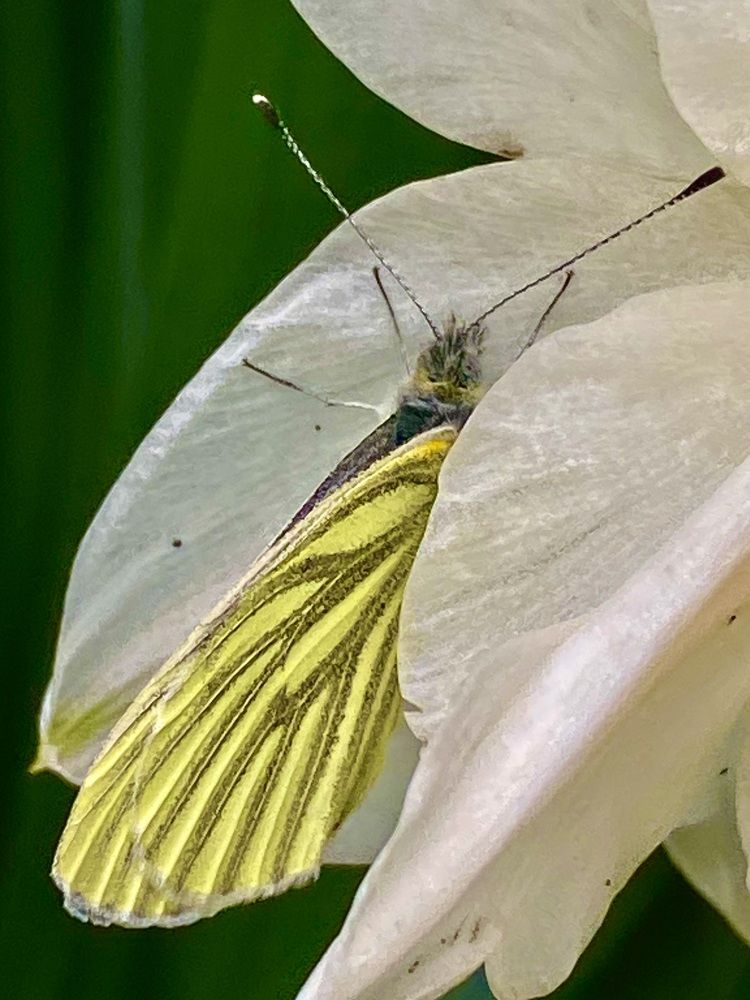Фотография автора ГУЗАЛИЯ ГАНИЕВА
