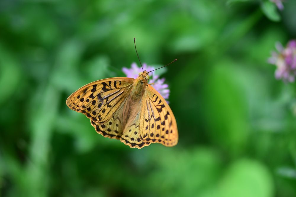 Фотография автора Дмитрий
