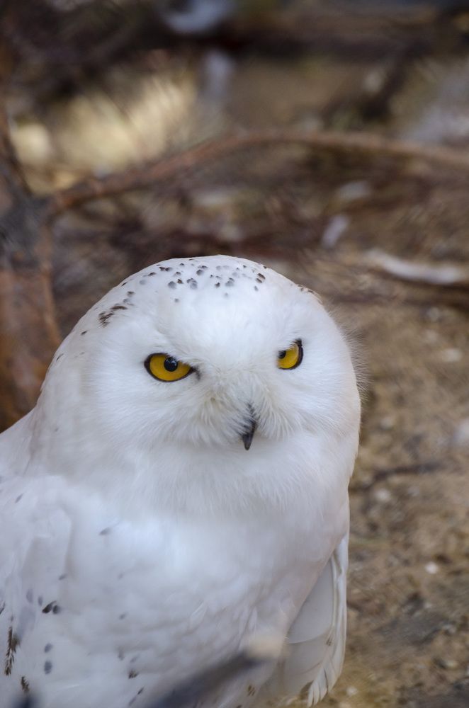 Пермская Букля