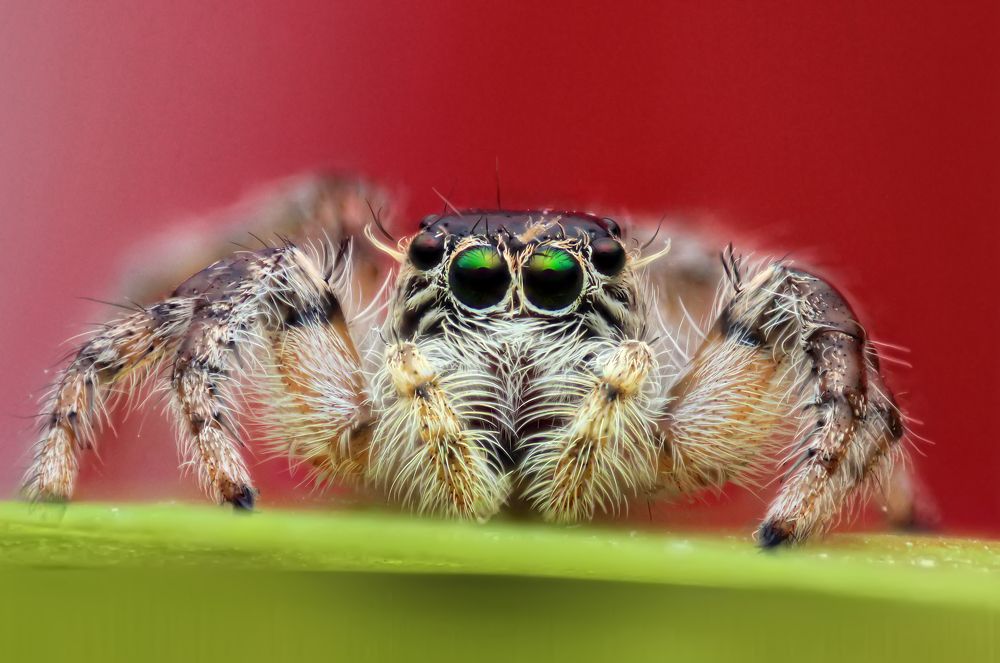 Photograph by Omid Mirshamsi