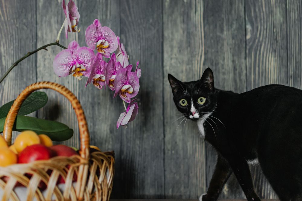 Photograph by Екатерина Абатурова