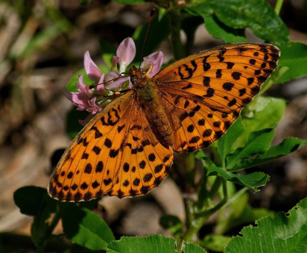 Photograph by Сергей Симаков
