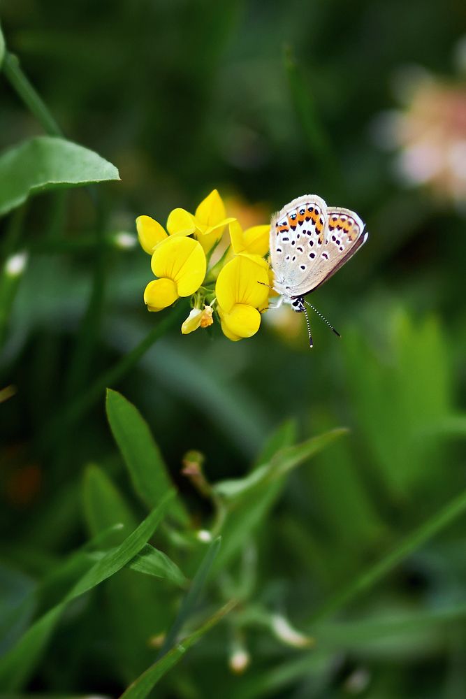Фотография автора Дмитрий