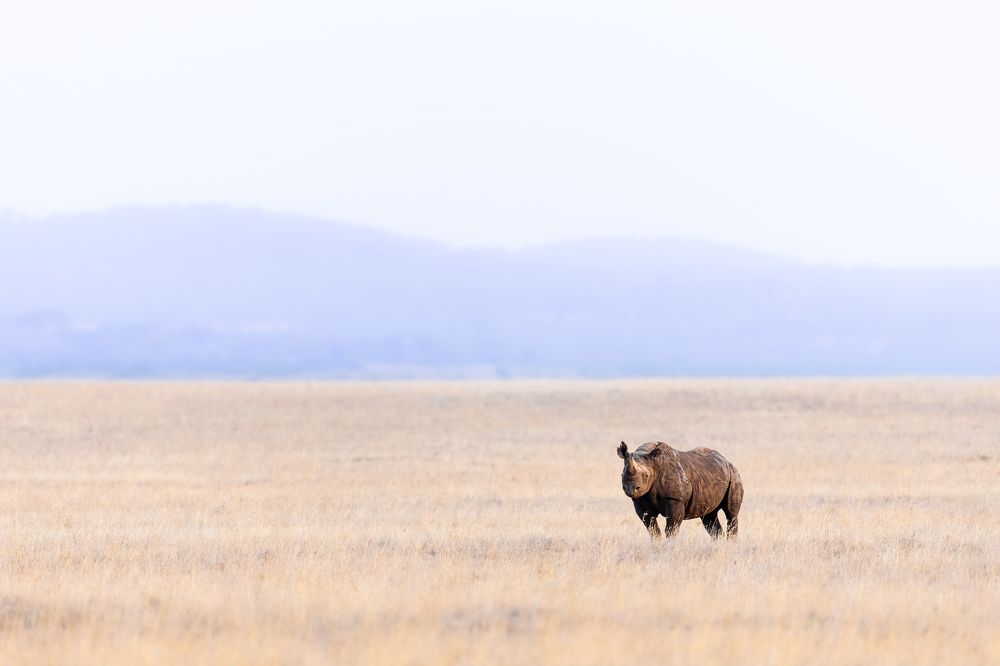 Photograph by Ricardo Ferreira