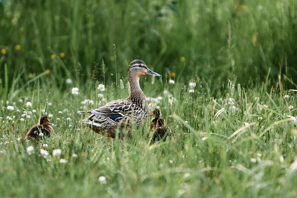 Photograph by Татьяна Леонтьева