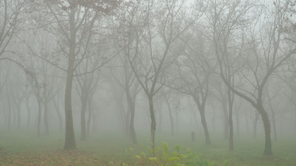 Photograph by Елена Никонова