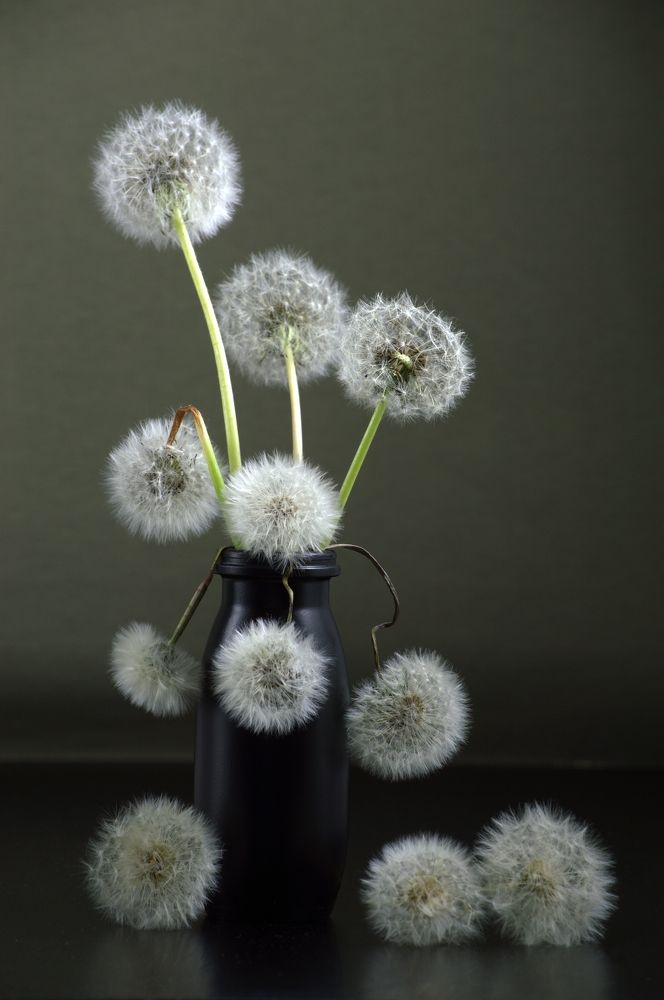 Натюрморт из Одуванчиков