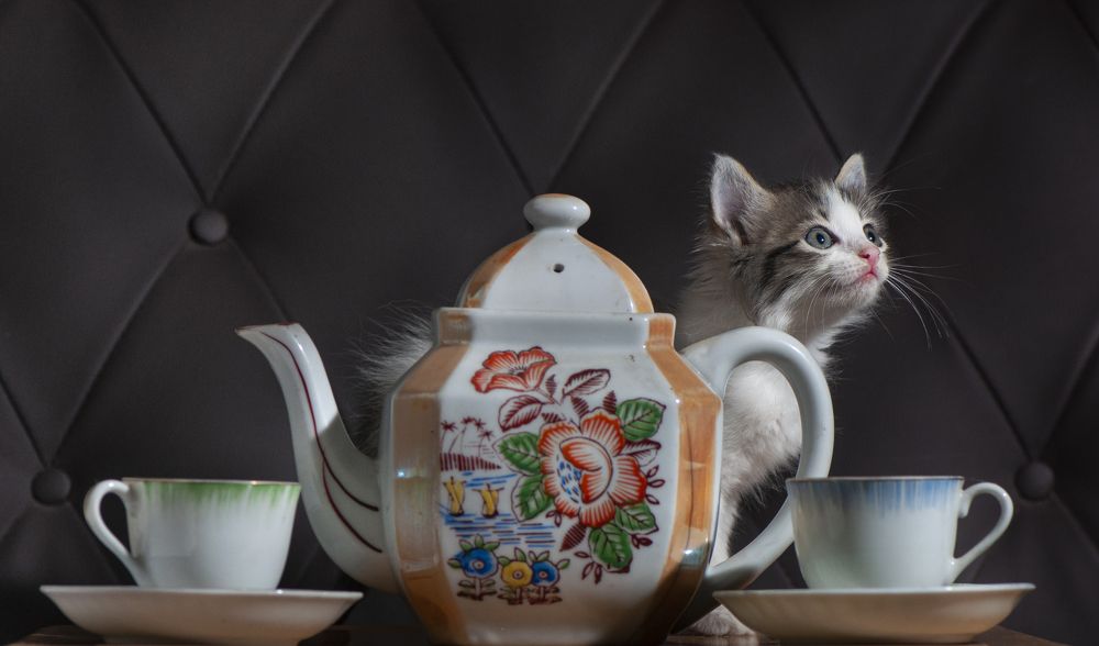 Photograph by Chamara Sulakkhana Polwatta Siriyalage