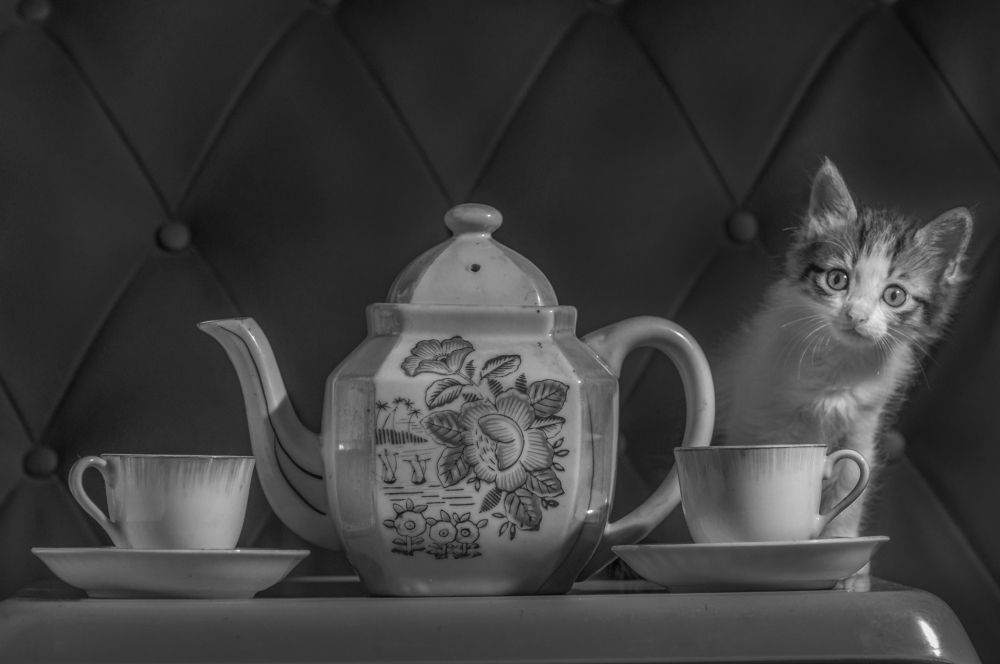 Photograph by Chamara Sulakkhana Polwatta Siriyalage