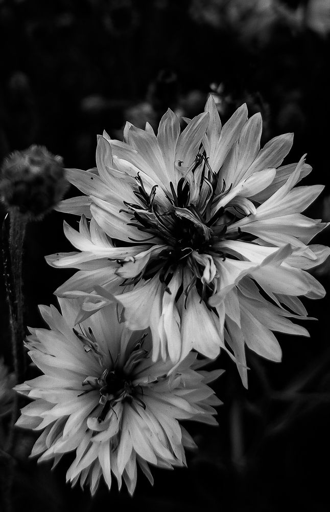 Photograph by Елена