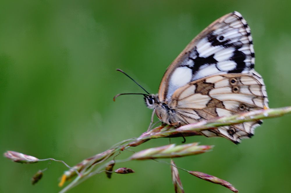 Photograph by Александр Кизим