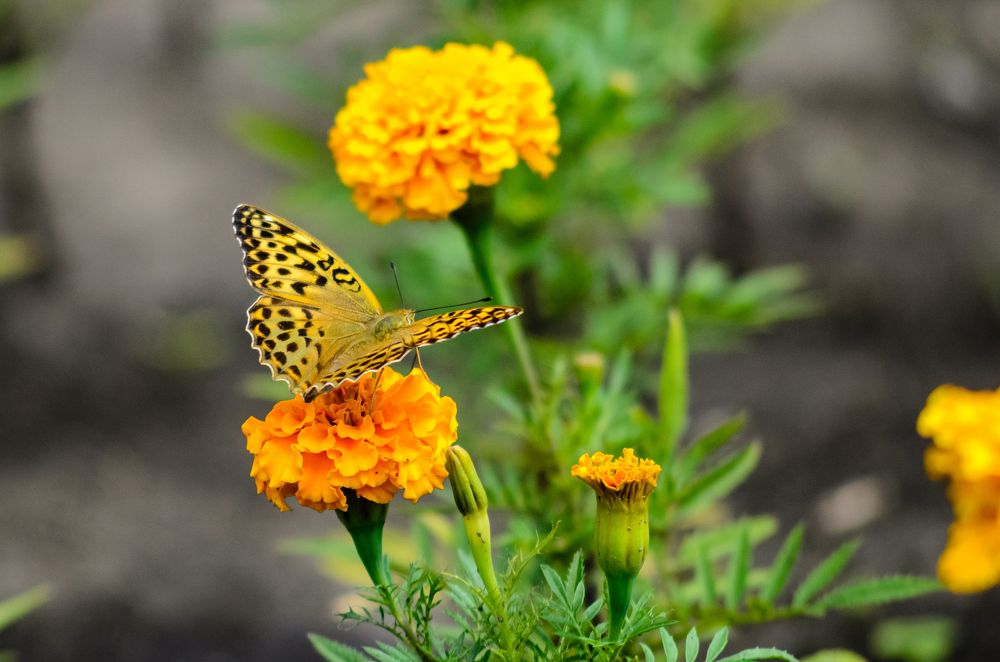 Photograph by Кузнецов Алексей