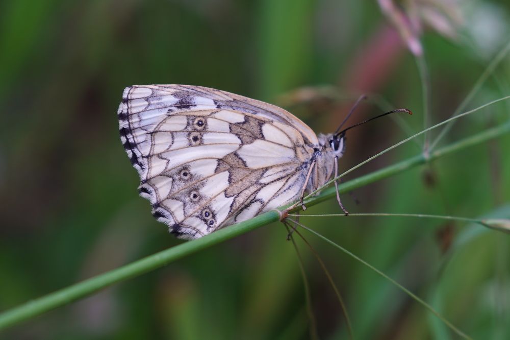 Photograph by Александр Кизим