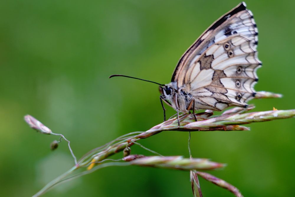 Photograph by Александр Кизим