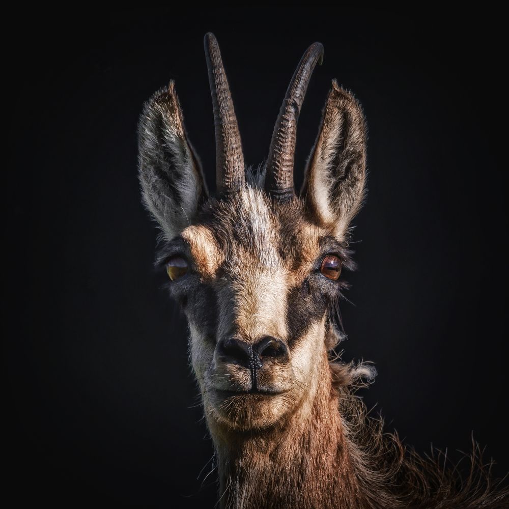 Леди Cовершенство