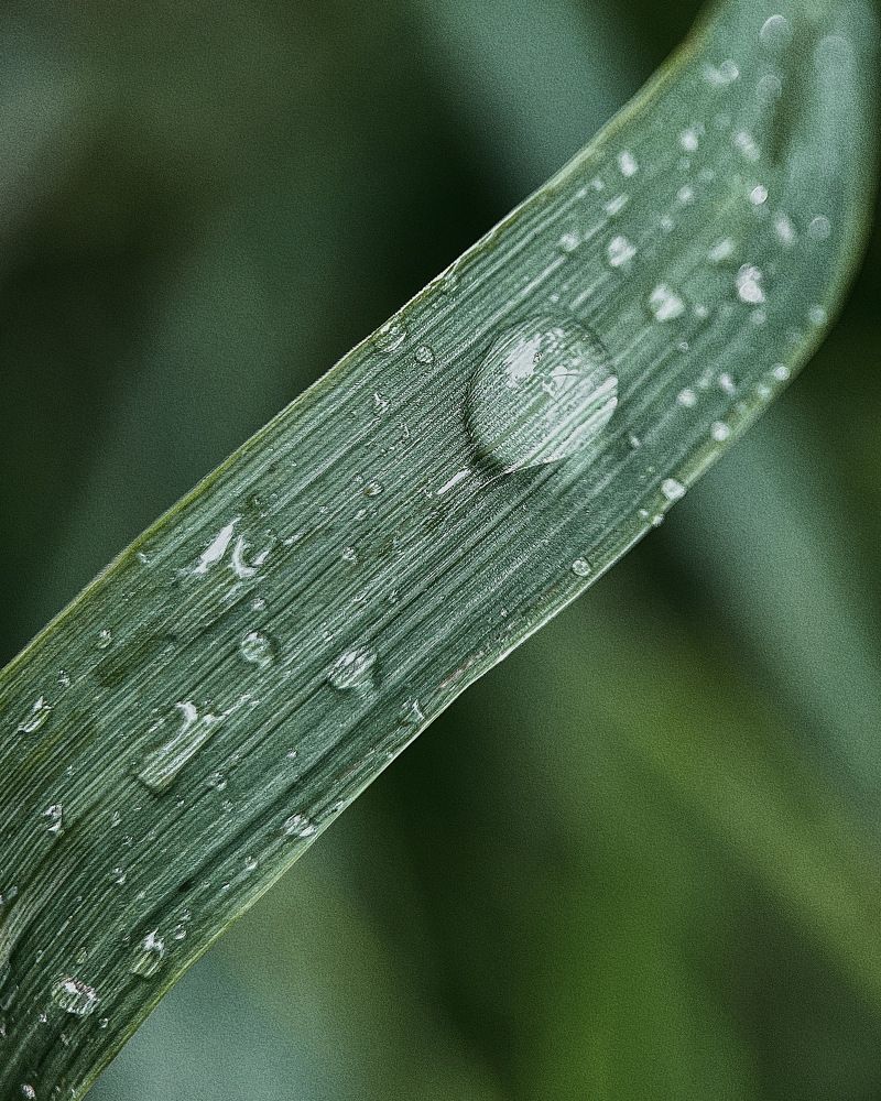 Мобильная фотография