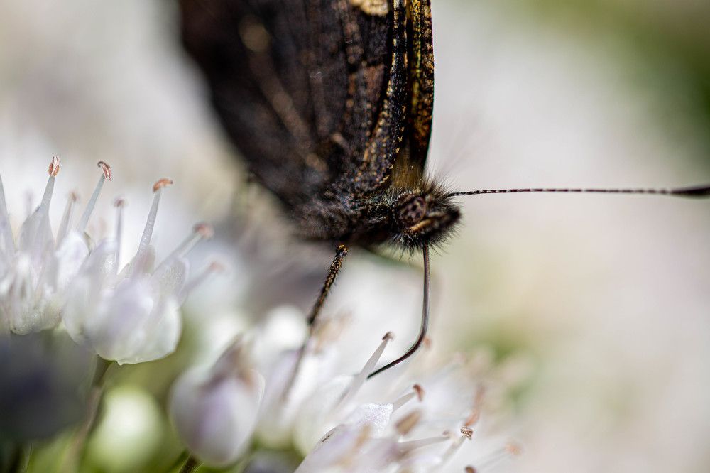 Фотография автора Ирина Гентош