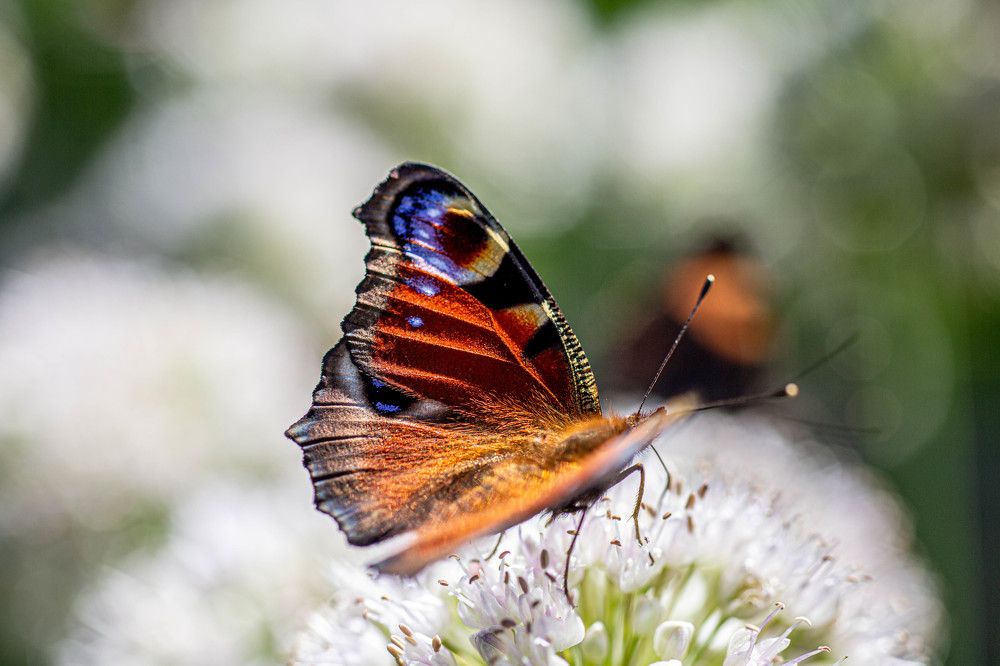 Фотография автора Ирина Гентош