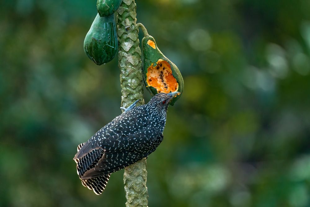 Фотография автора APS KUMAR