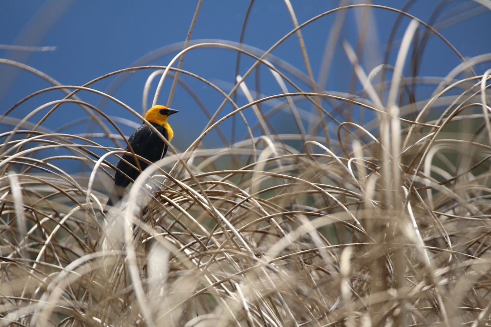 Фотография автора Elliot