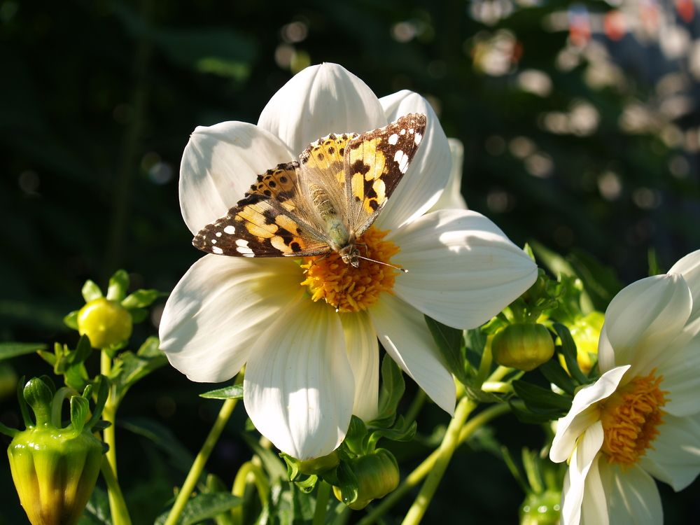 Photograph by Вячеслав