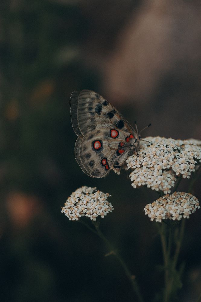 Photograph by Анна Балова