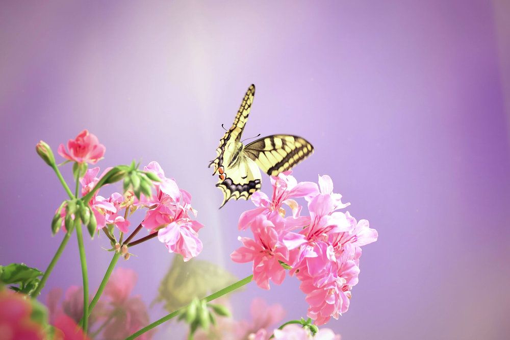 Photograph by Нели Арнаудова