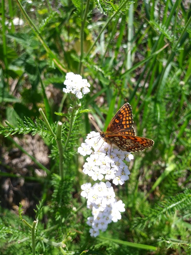 Photograph by Инна Голубева