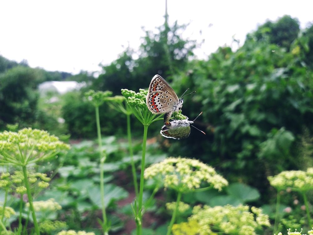 Photograph by Инна Голубева