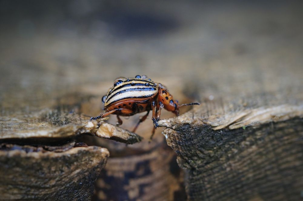 Photograph by Татьяна Полоцкая