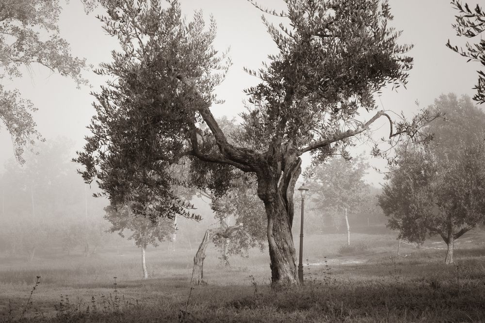 Фотография автора Нина Кулишова