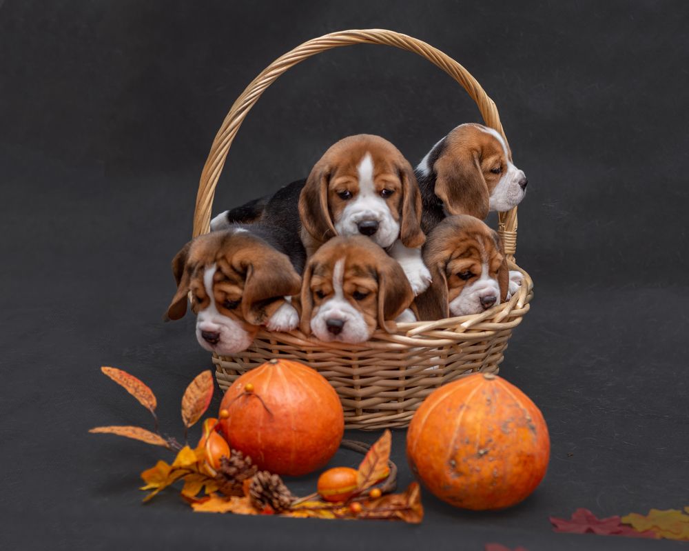 Photograph by Виктория Сафонова