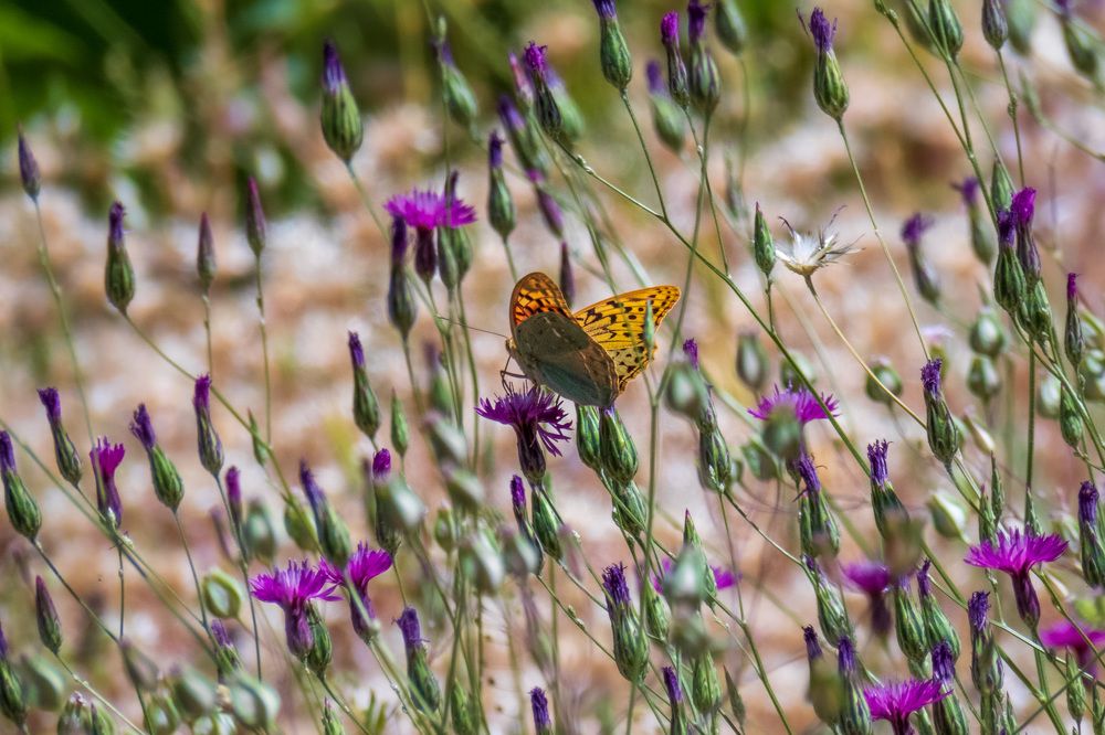 Photograph by sadegh alavi