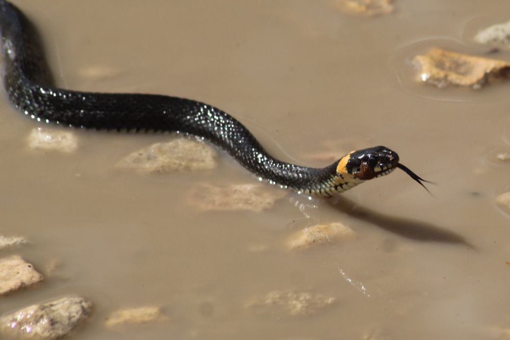 Photograph by Николай Николаевич Леухин