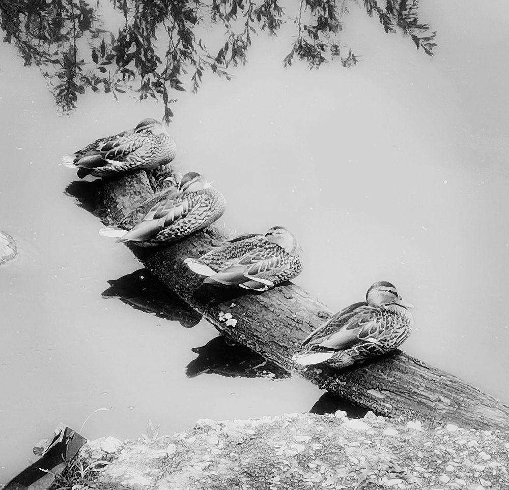 Photograph by Филоненко Николай