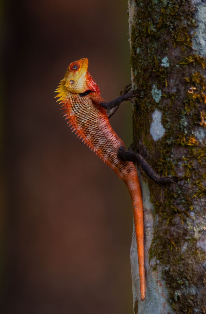 Oriental garden lizard