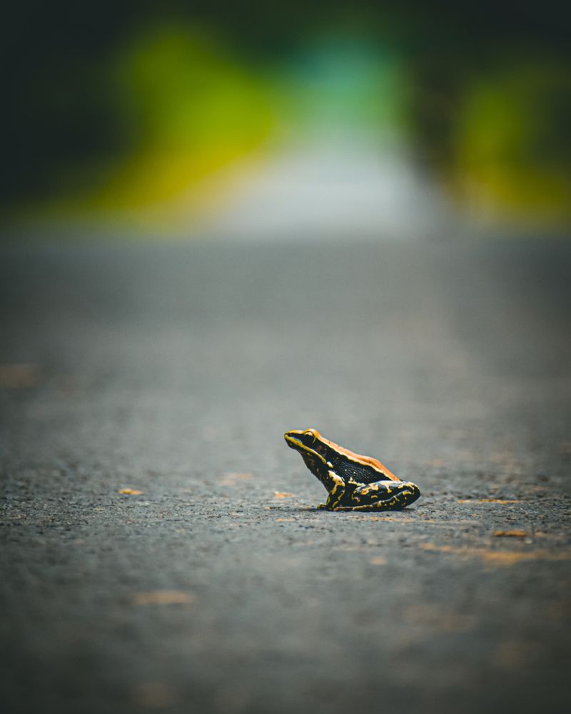 Photograph by Ashish Kalsarpe