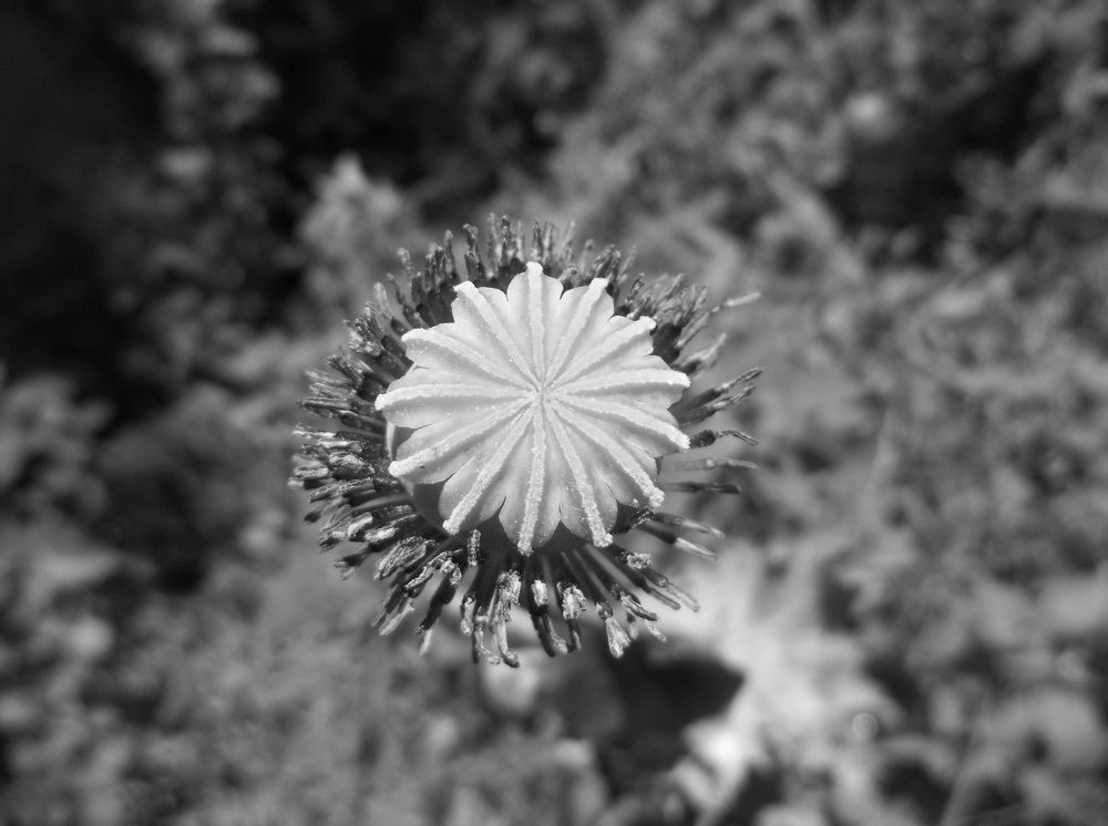 Photograph by Георги Колев